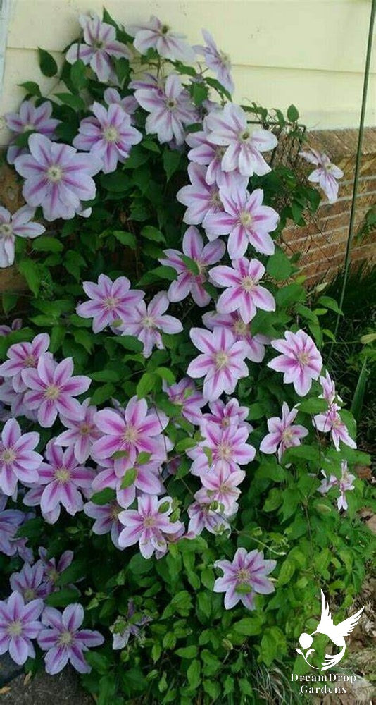 Clematis 'Bees Jubilee' — DreamDrop Gardens photo 5