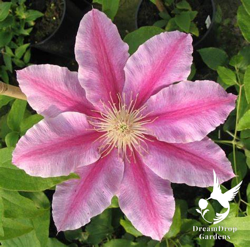 Clematis 'Bees Jubilee' — DreamDrop Gardens photo 6