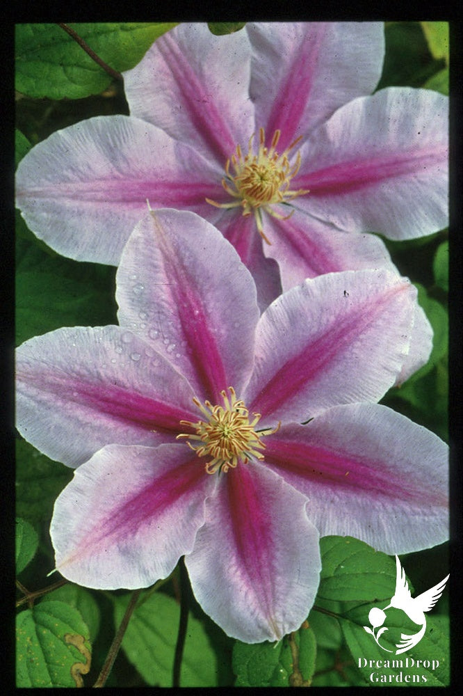 Clematis 'Bees Jubilee' — DreamDrop Gardens photo 7