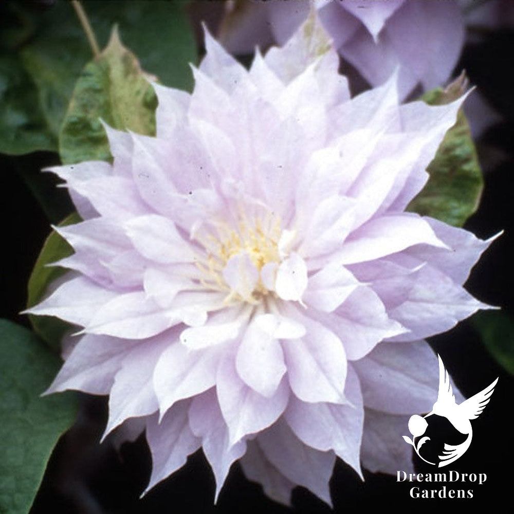 Clematis Belle of Woking – Beautiful Pale Lavender Pink Blooms to Enrich Your Garden — DreamDrop Gardens photo 1