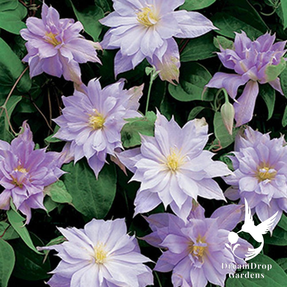 Clematis Belle of Woking – Beautiful Pale Lavender Pink Blooms to Enrich Your Garden — DreamDrop Gardens photo 2
