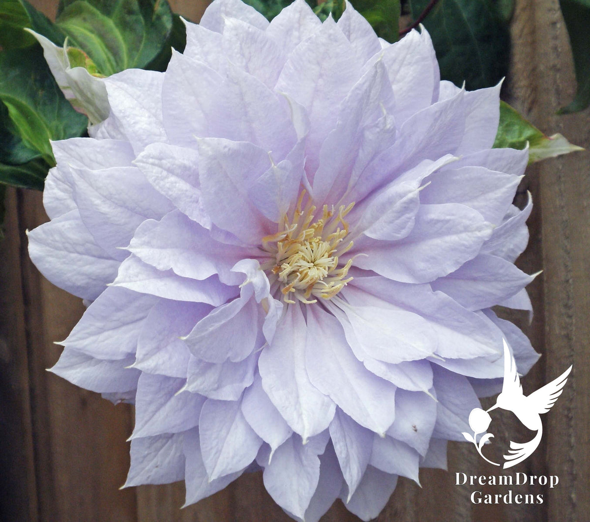 Clematis Belle of Woking – Beautiful Pale Lavender Pink Blooms to Enrich Your Garden — DreamDrop Gardens photo 3