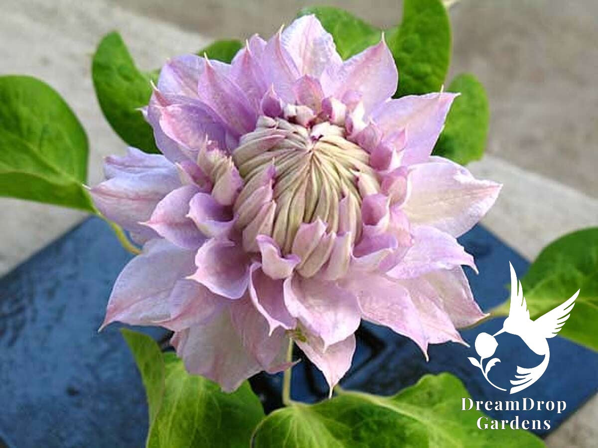 Clematis Belle of Woking – Beautiful Pale Lavender Pink Blooms to Enrich Your Garden — DreamDrop Gardens photo 4