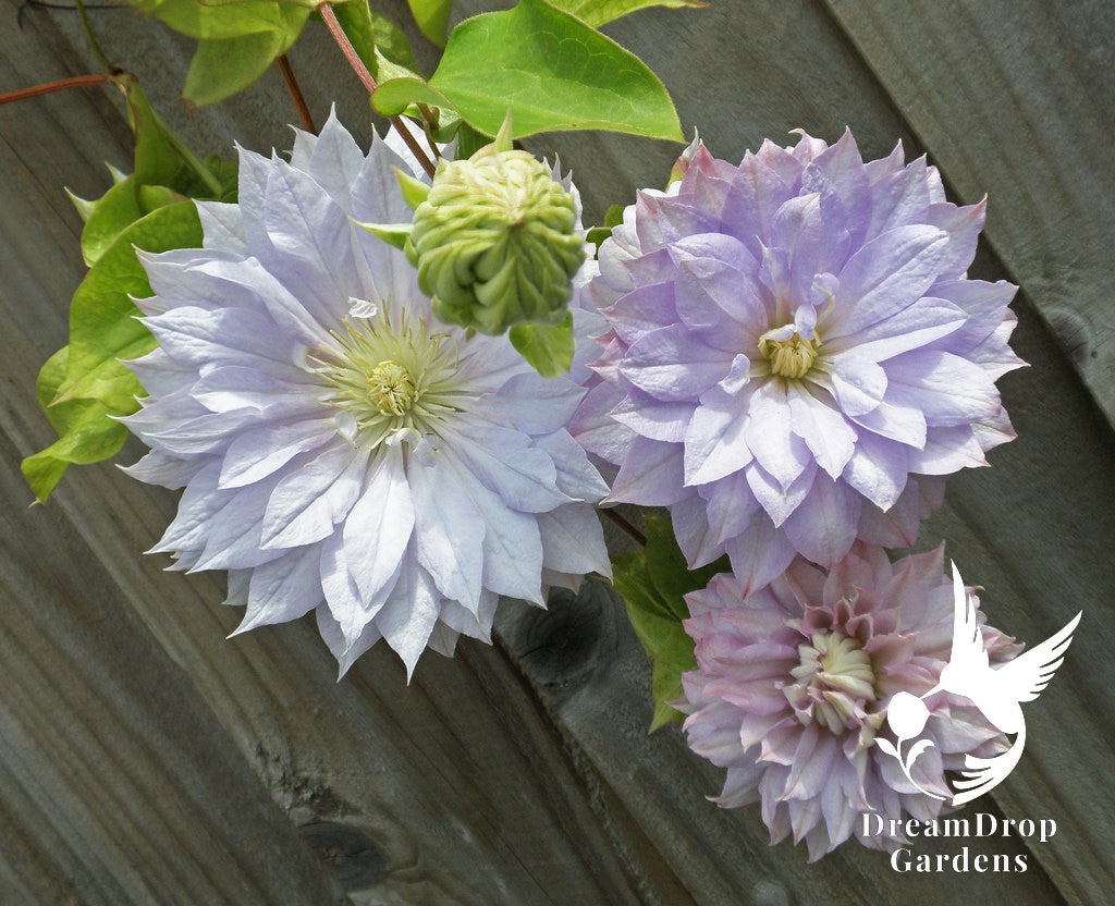 Clematis Belle of Woking – Beautiful Pale Lavender Pink Blooms to Enrich Your Garden — DreamDrop Gardens photo 5