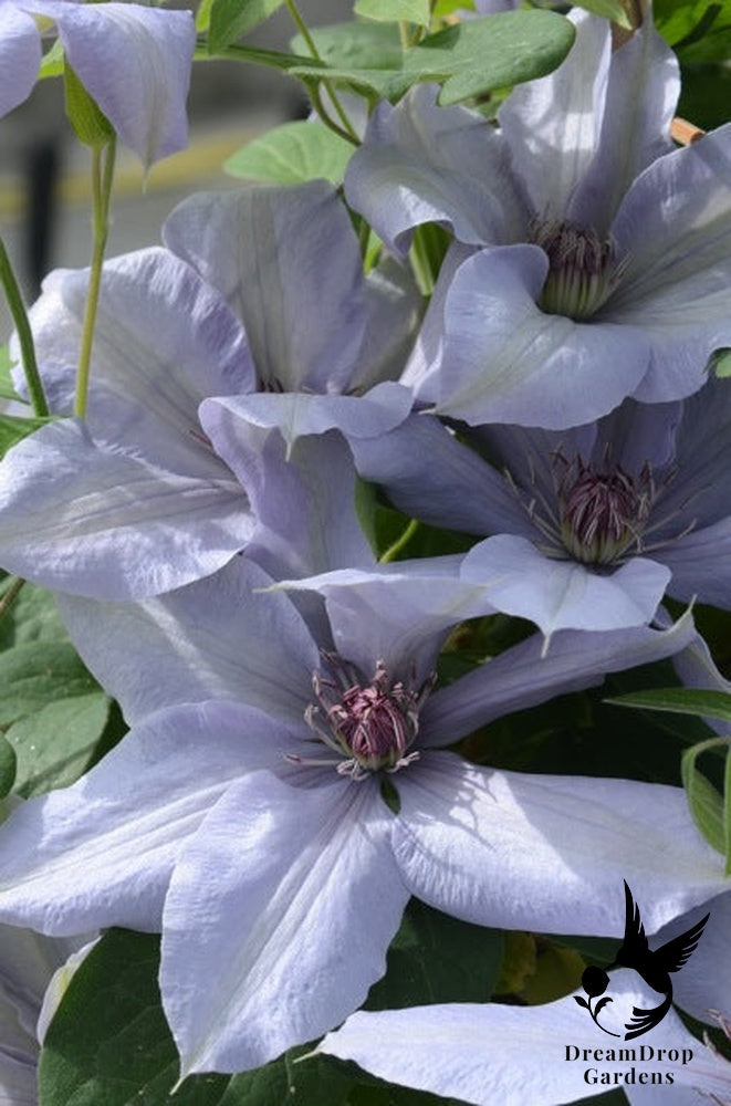Clematis 'Bernadine' - Silvery -  6ft Dwarf Variety — DreamDrop Gardens photo 1