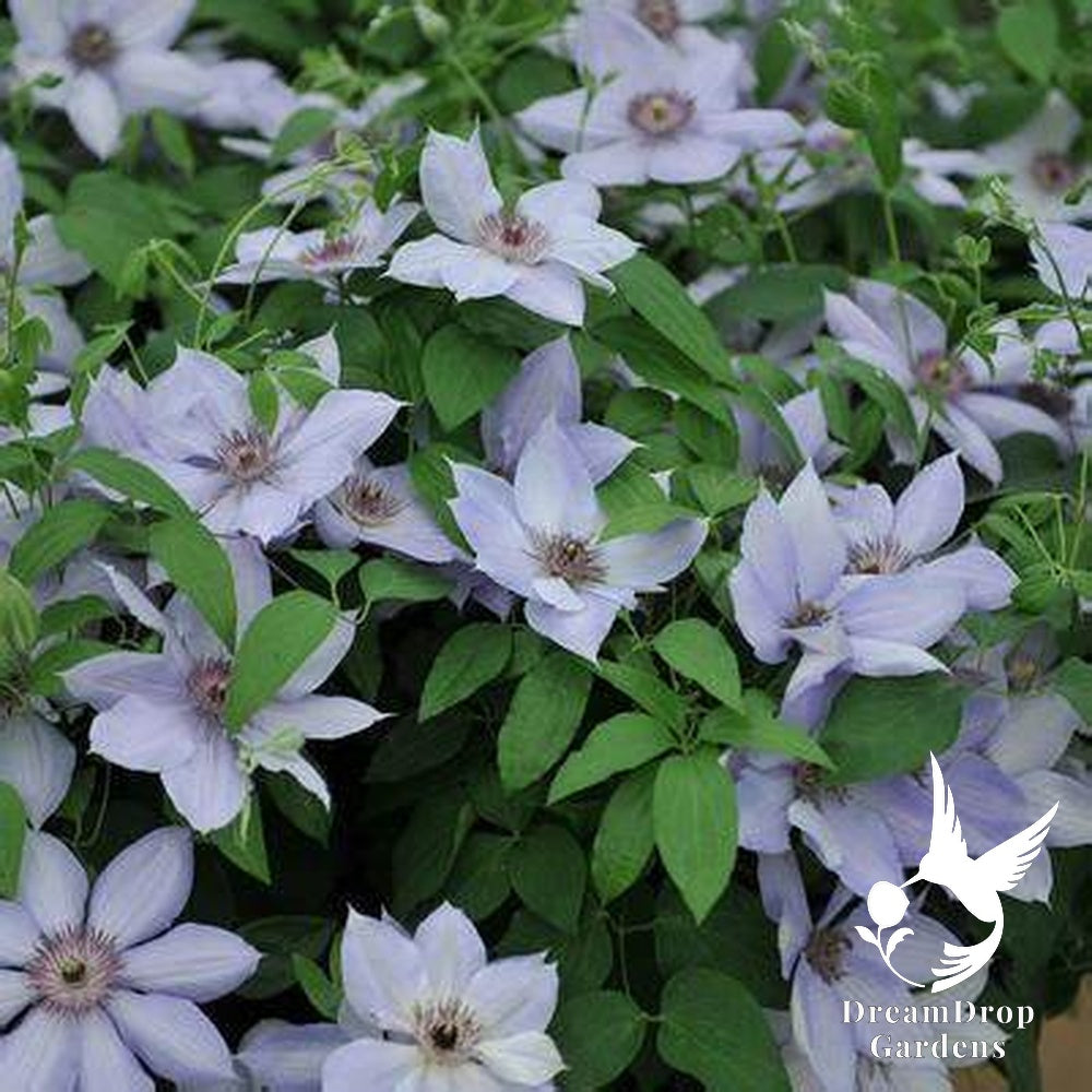 Clematis 'Bernadine' - Silvery -  6ft Dwarf Variety — DreamDrop Gardens photo 2