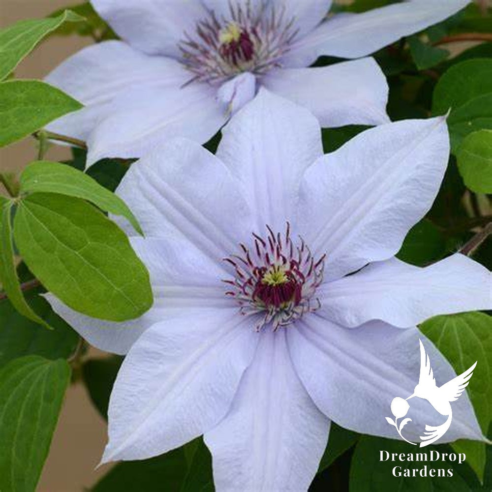 Clematis 'Bernadine' - Silvery -  6ft Dwarf Variety — DreamDrop Gardens photo 3