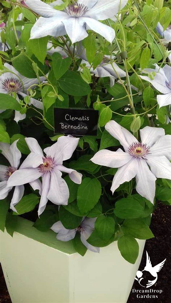 Clematis 'Bernadine' - Silvery -  6ft Dwarf Variety — DreamDrop Gardens photo 4