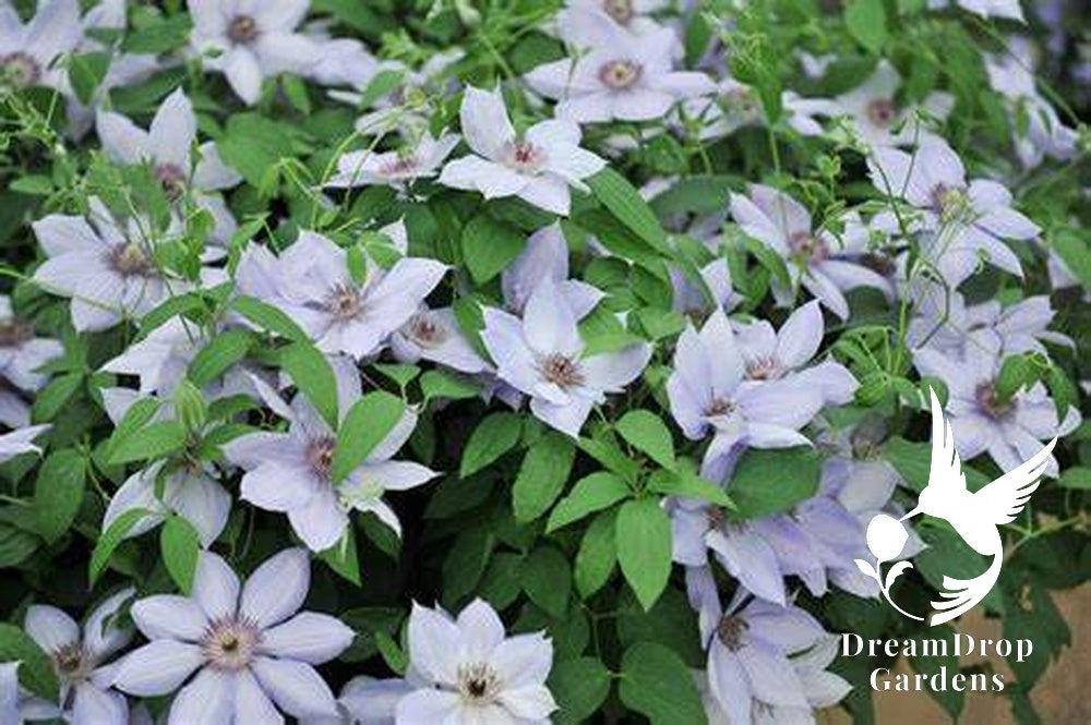 Clematis 'Bernadine' - Silvery -  6ft Dwarf Variety — DreamDrop Gardens photo 5