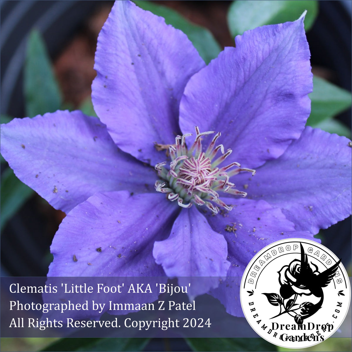 Clematis 'Bijou' - NonVining Groundcover - Clumping — DreamDrop Gardens photo 1