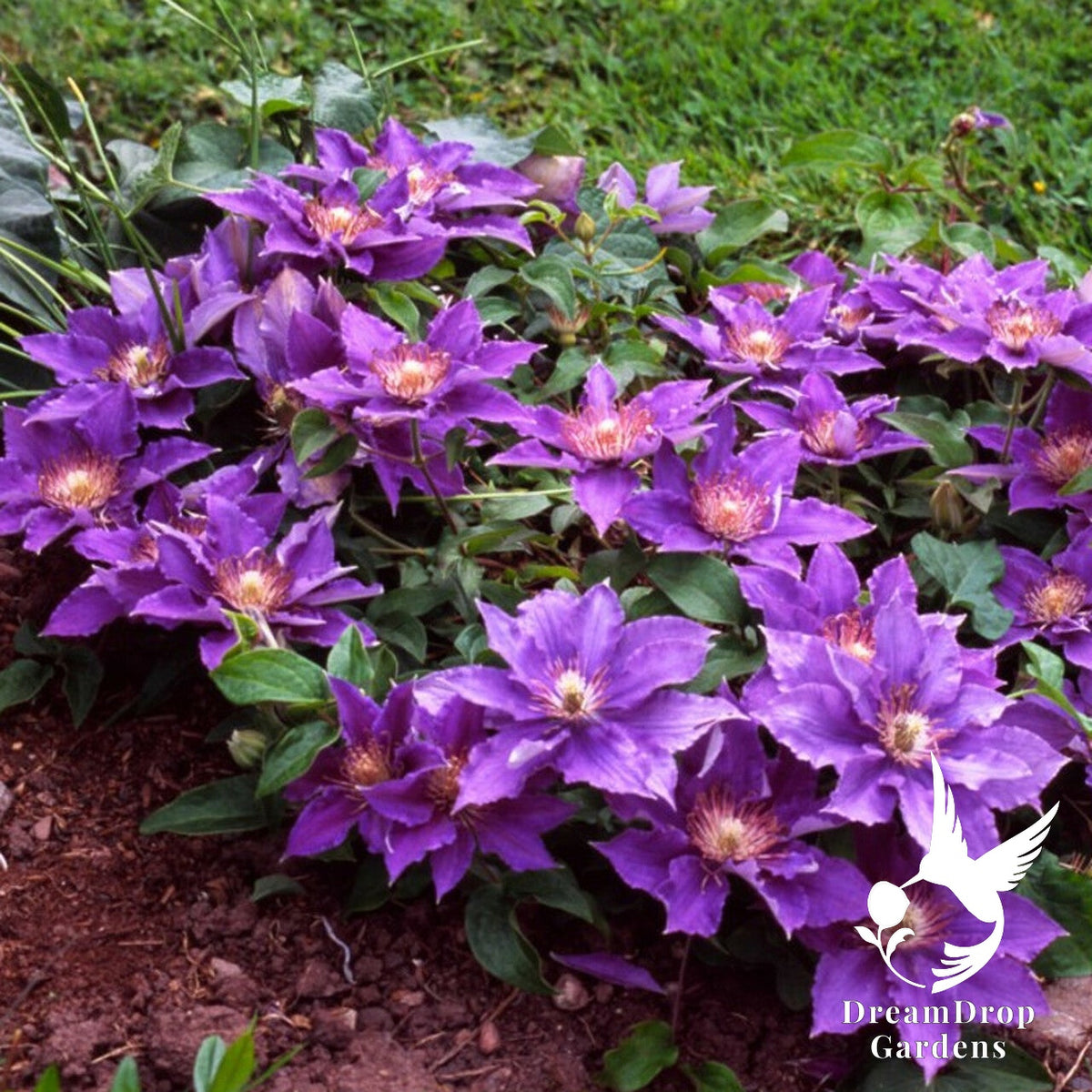 Clematis 'Bijou' - NonVining Groundcover - Clumping — DreamDrop Gardens photo 2