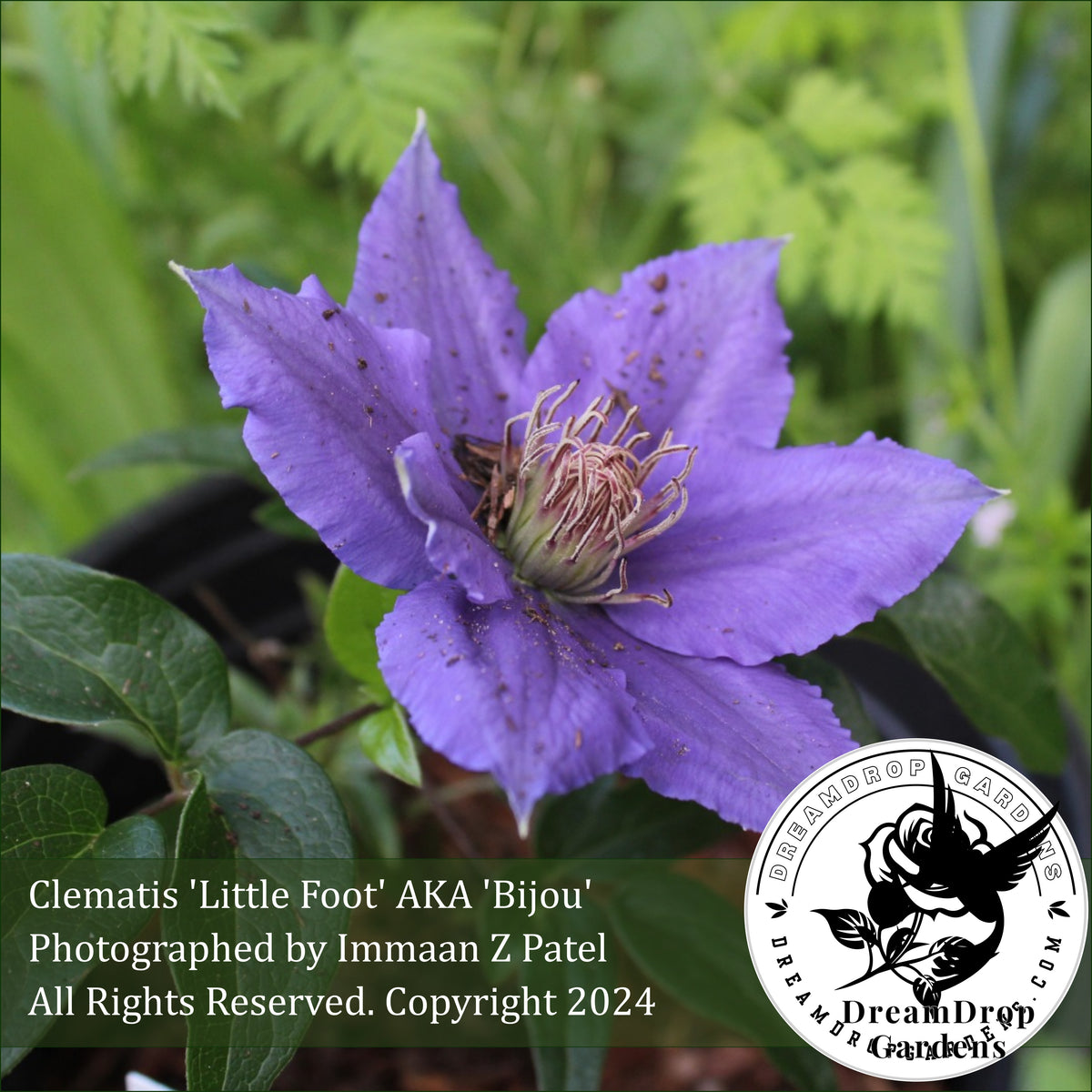 Clematis 'Bijou' - NonVining Groundcover - Clumping — DreamDrop Gardens photo 3
