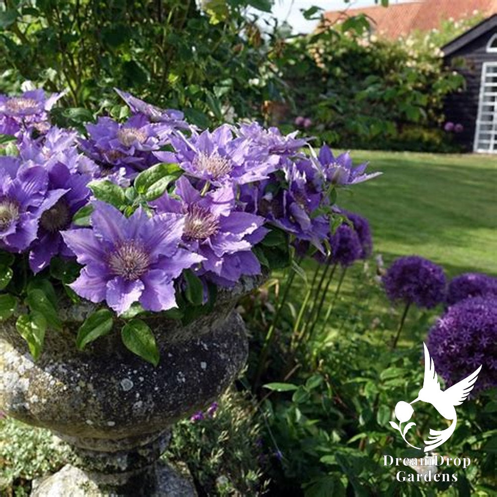 Clematis 'Bijou' - NonVining Groundcover - Clumping — DreamDrop Gardens photo 4