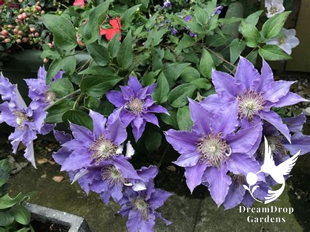 Clematis 'Bijou' - NonVining Groundcover - Clumping — DreamDrop Gardens photo 5