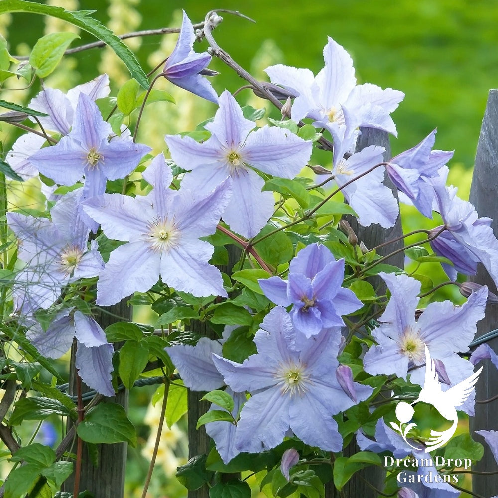 Clematis 'Blue Angel' - Great as Cut Flower — DreamDrop Gardens photo 1