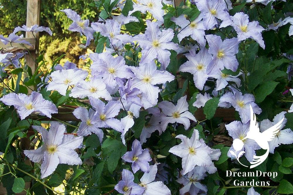 Clematis 'Blue Angel' - Great as Cut Flower — DreamDrop Gardens photo 2