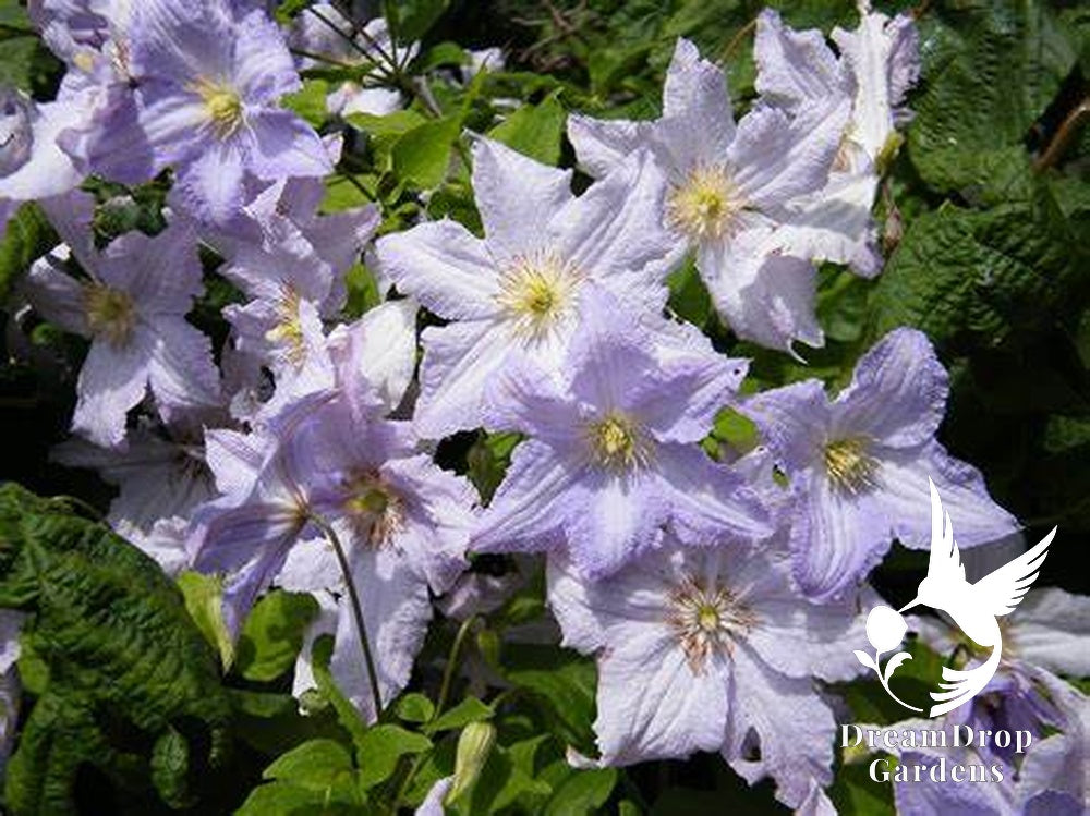 Clematis 'Blue Angel' - Great as Cut Flower — DreamDrop Gardens photo 3