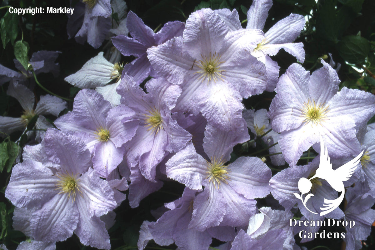 Clematis 'Blue Angel' - Great as Cut Flower — DreamDrop Gardens photo 4