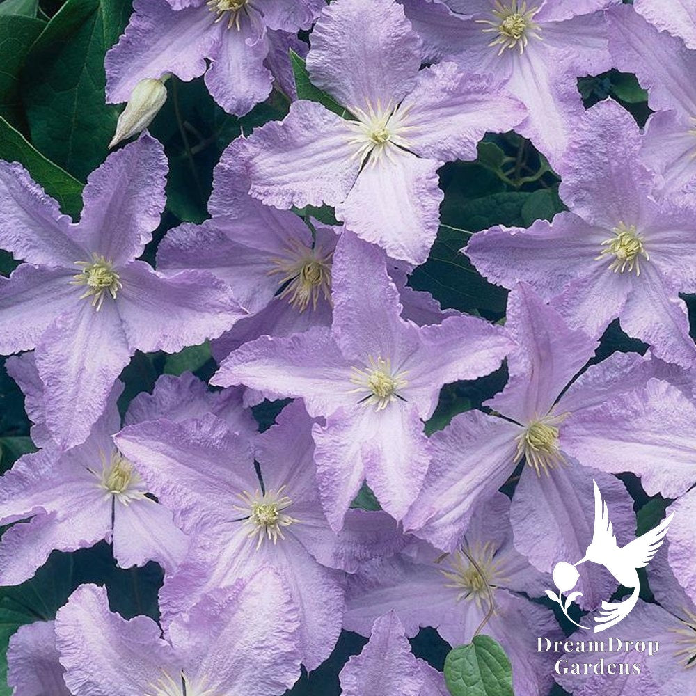 Clematis 'Blue Angel' - Great as Cut Flower — DreamDrop Gardens photo 5