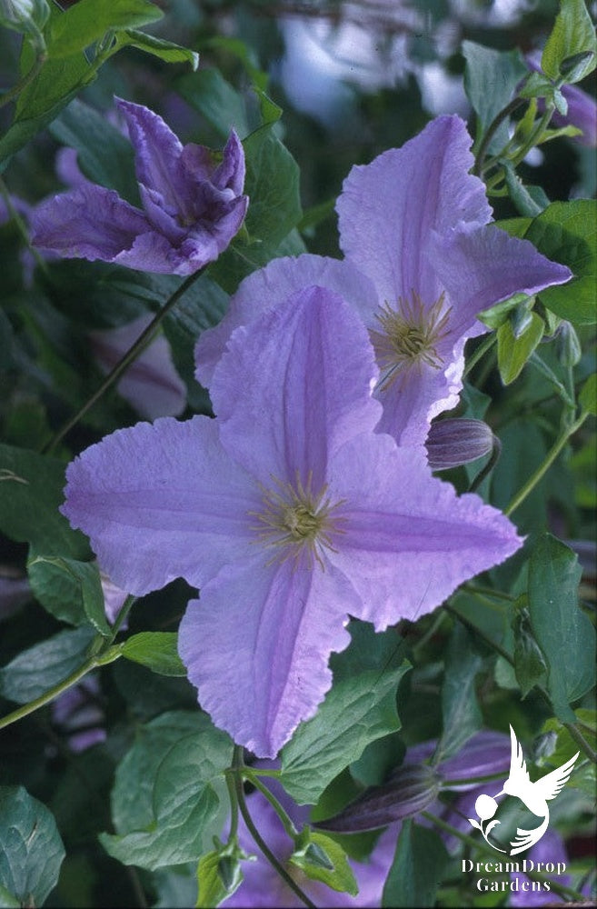 Clematis 'Blue Angel' - Great as Cut Flower — DreamDrop Gardens photo 6