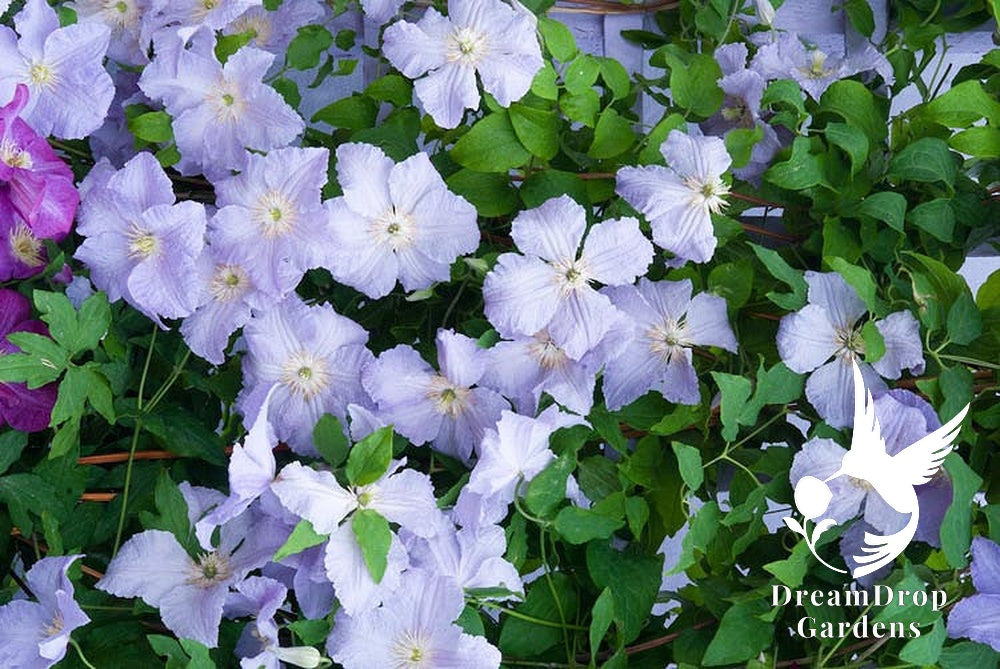 Clematis 'Blue Angel' - Great as Cut Flower — DreamDrop Gardens photo 7