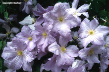 Load image into Gallery viewer, Clematis &#39;Blue Angel&#39; - Great as Cut Flower

