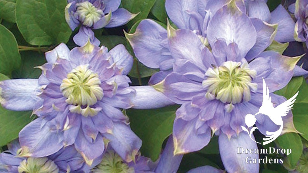 Clematis 'Blue Light' - Soft Lavender Double Bloom — DreamDrop Gardens photo 1