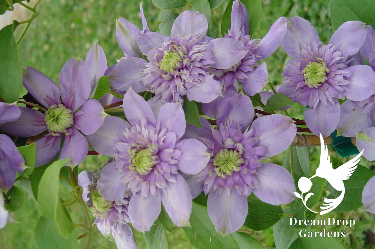 Clematis 'Blue Light' - Soft Lavender Double Bloom — DreamDrop Gardens photo 2