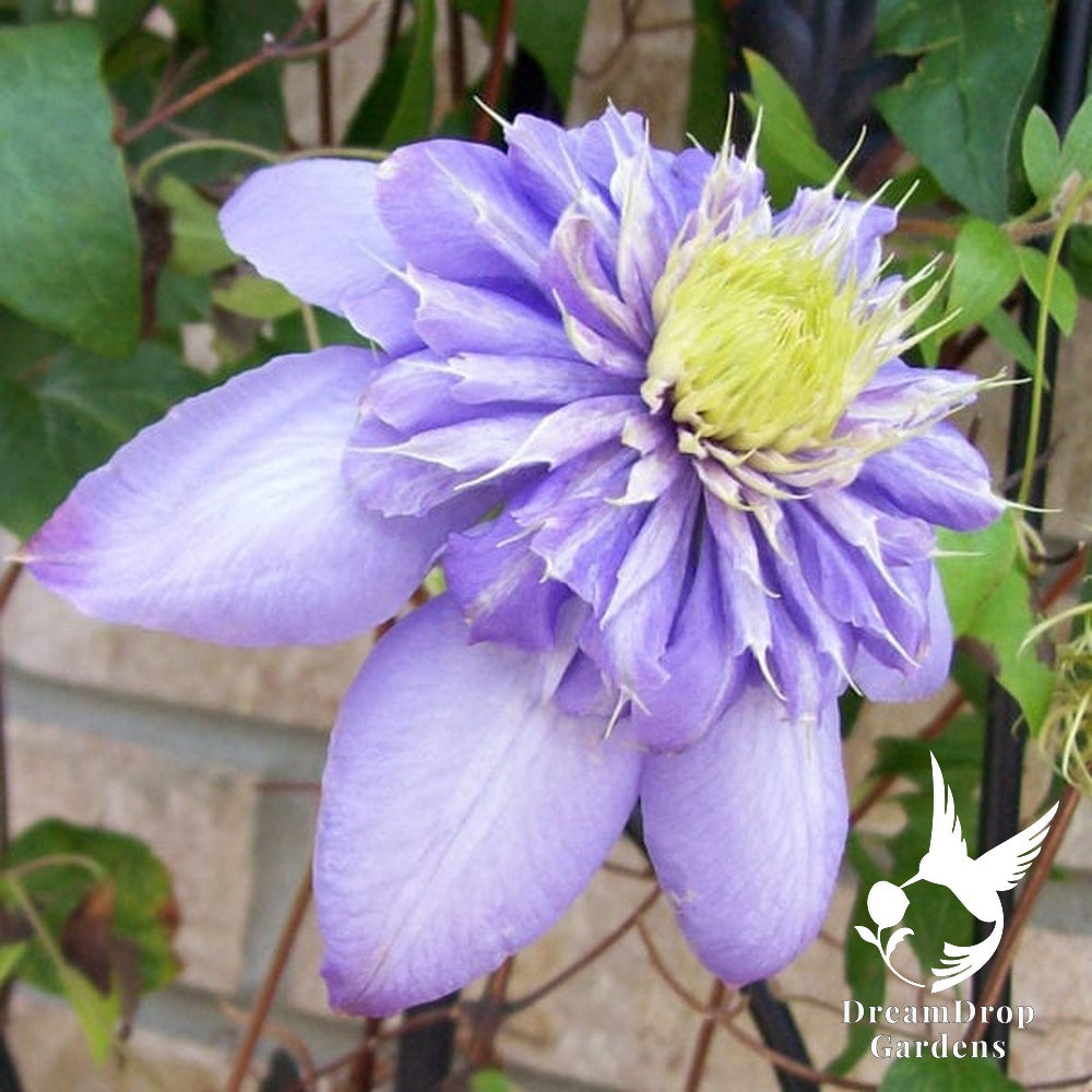 Clematis 'Blue Light' - Soft Lavender Double Bloom — DreamDrop Gardens photo 3