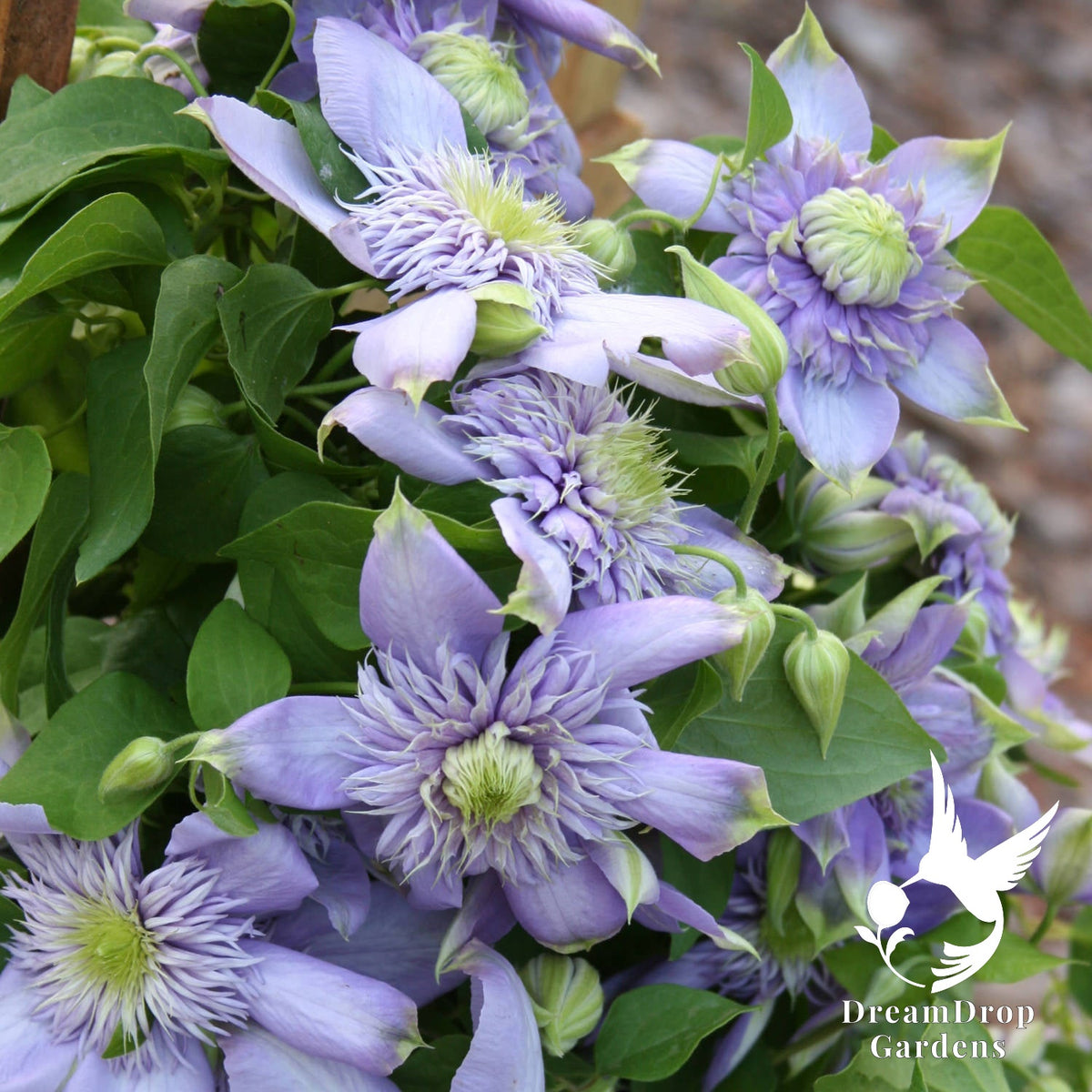 Clematis 'Blue Light' - Soft Lavender Double Bloom — DreamDrop Gardens photo 4