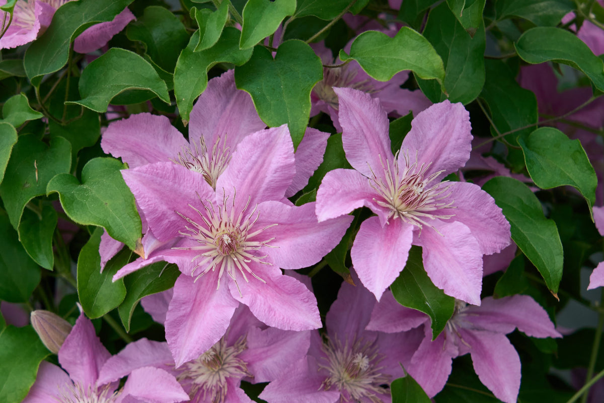 Clematis - Bridgewater