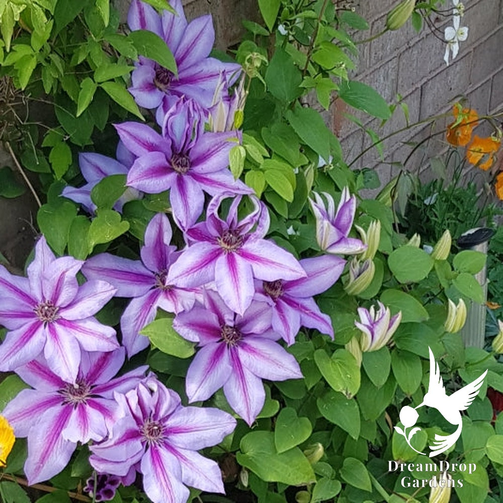 Clematis 'Candy Stripe' — DreamDrop Gardens photo 1