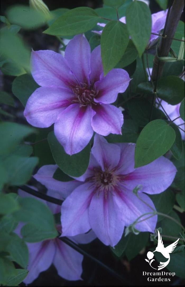 Clematis 'Candy Stripe' — DreamDrop Gardens photo 2