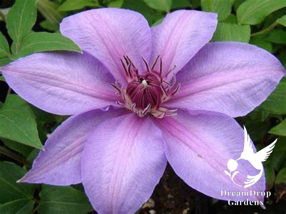 Clematis 'Candy Stripe' — DreamDrop Gardens photo 3