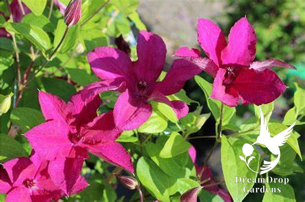 Clematis 'Cardinal Wyszynski' — DreamDrop Gardens photo 1