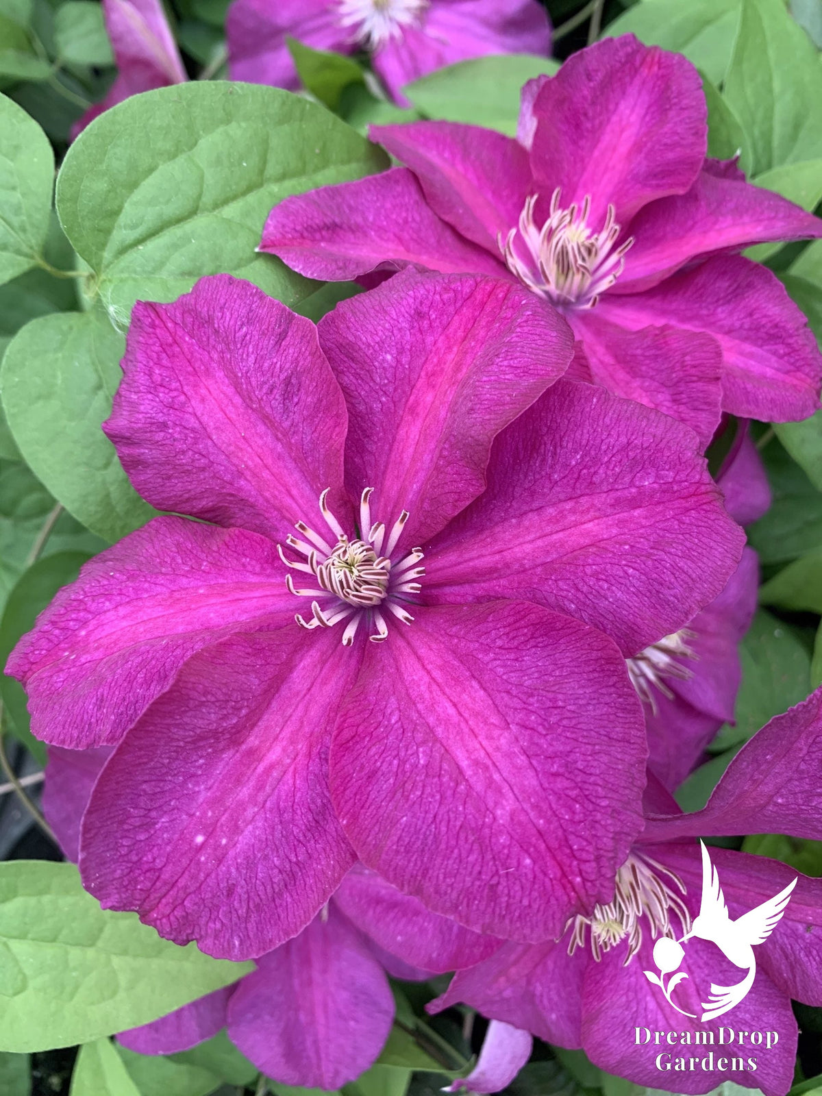 Clematis 'Cardinal Wyszynski' — DreamDrop Gardens photo 2