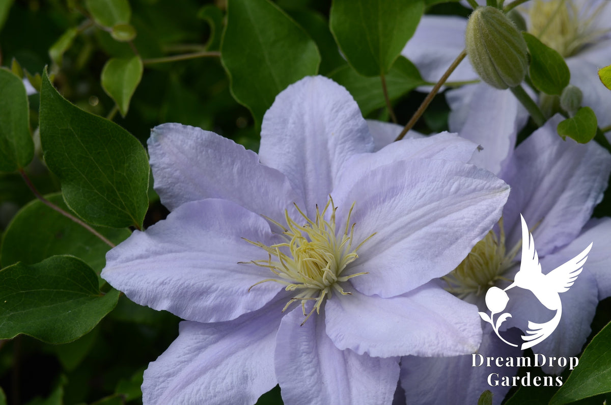 Clematis 'Chelsea' - 3 ft Dwarf Variety — DreamDrop Gardens photo 1