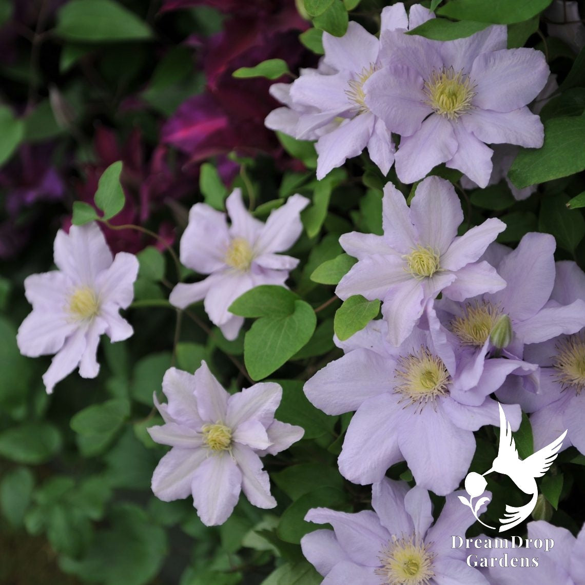 Clematis 'Chelsea' - 3 ft Dwarf Variety — DreamDrop Gardens photo 2