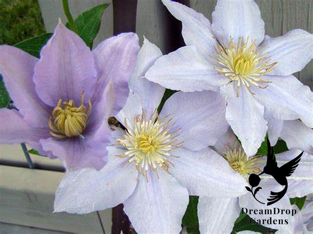 Clematis 'Chelsea' - 3 ft Dwarf Variety — DreamDrop Gardens photo 3