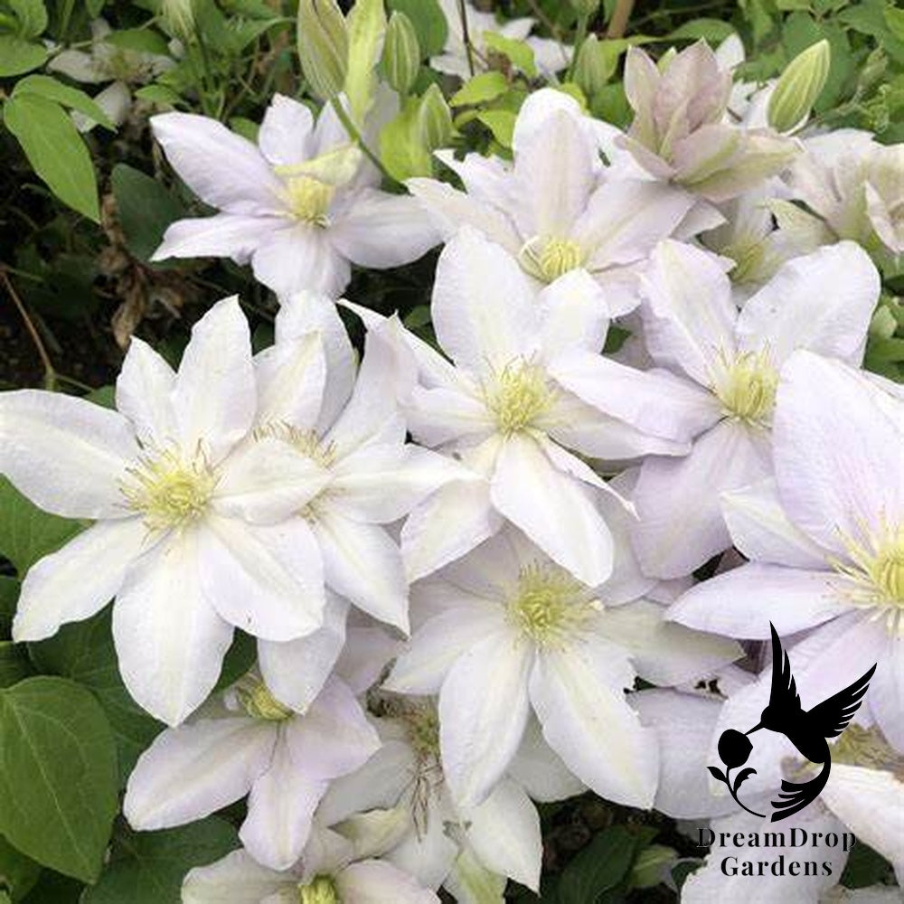 Clematis 'Chelsea' - 3 ft Dwarf Variety — DreamDrop Gardens photo 4