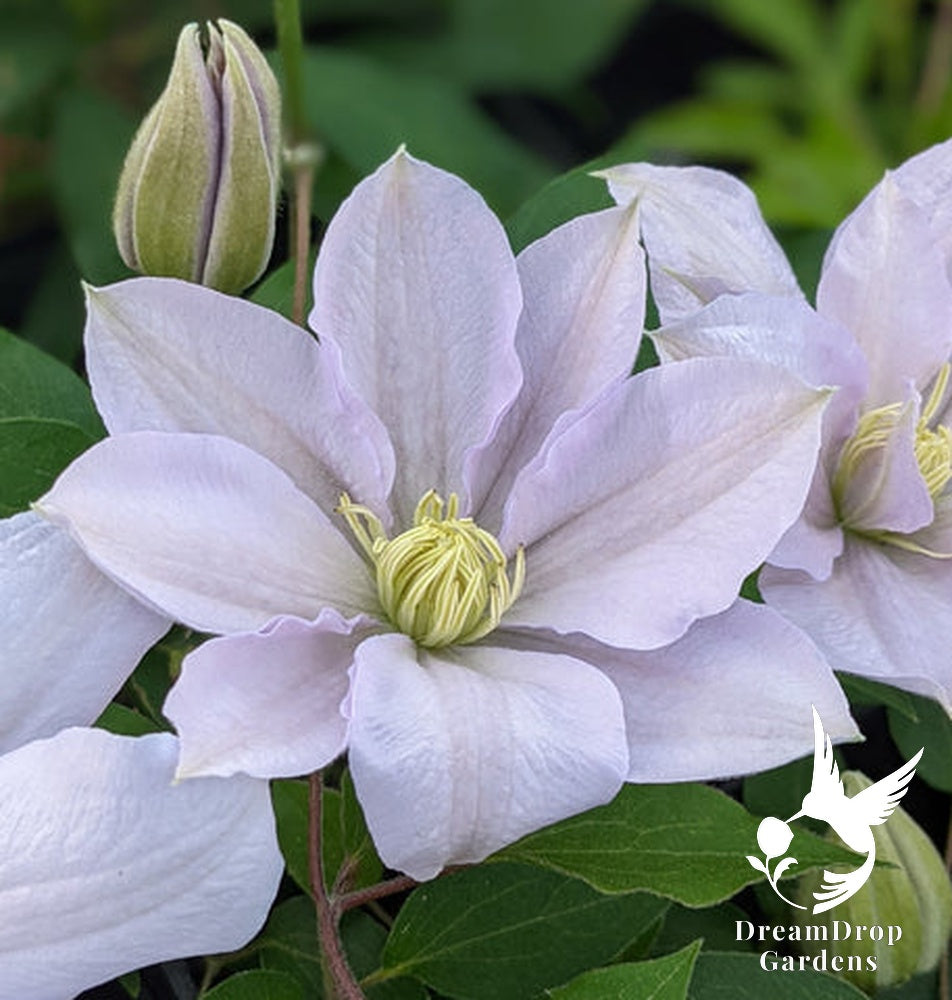 Clematis 'Chelsea' - 3 ft Dwarf Variety — DreamDrop Gardens photo 5