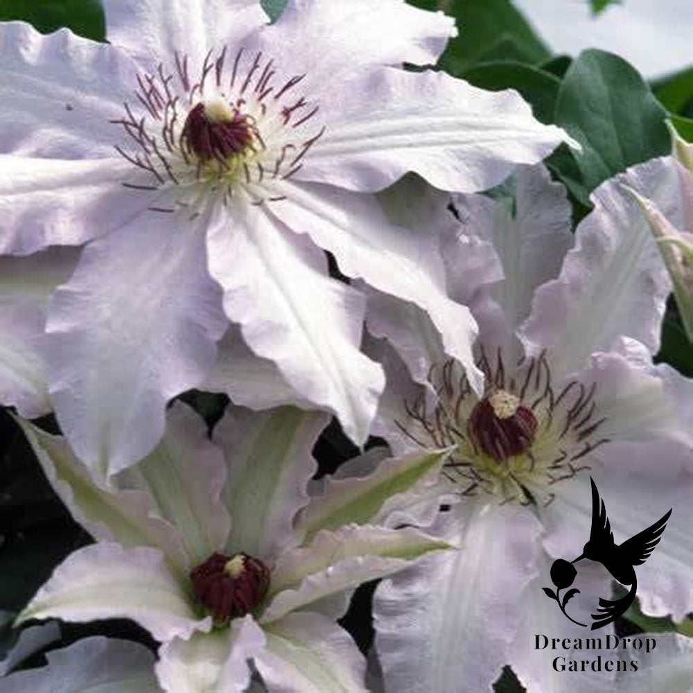 Clematis 'Clair de lune™ ‘Evirin’ (N) — DreamDrop Gardens photo 1