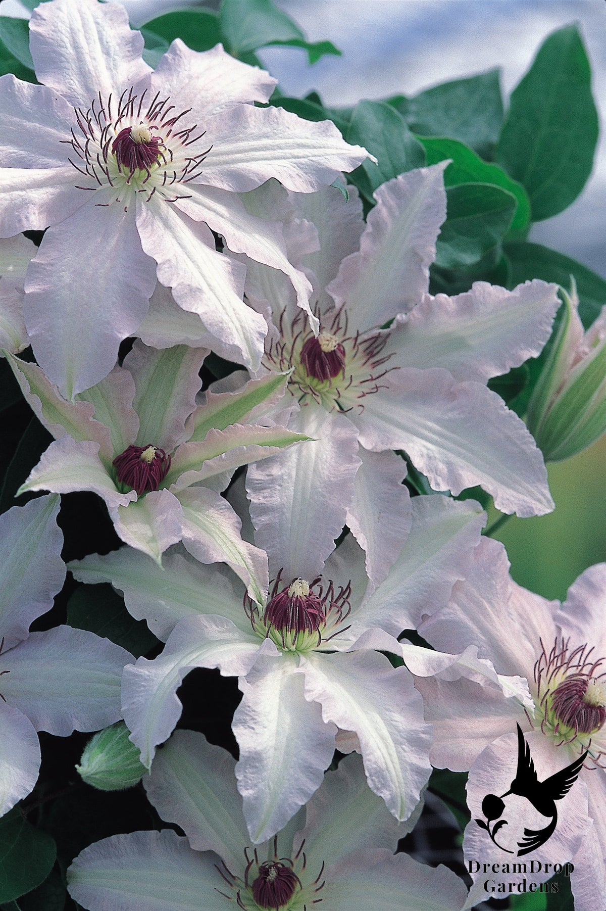 Clematis 'Clair de lune™ ‘Evirin’ (N) — DreamDrop Gardens photo 2
