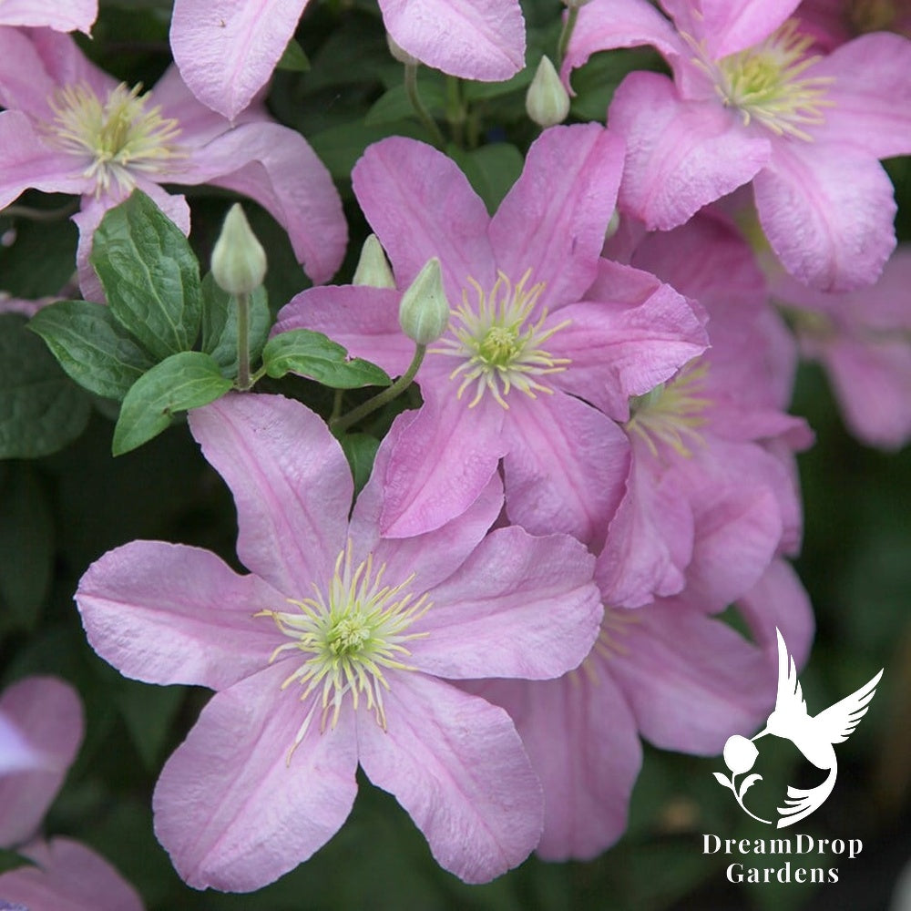 Clematis 'Cometesse De Bouchaud' — DreamDrop Gardens photo 1