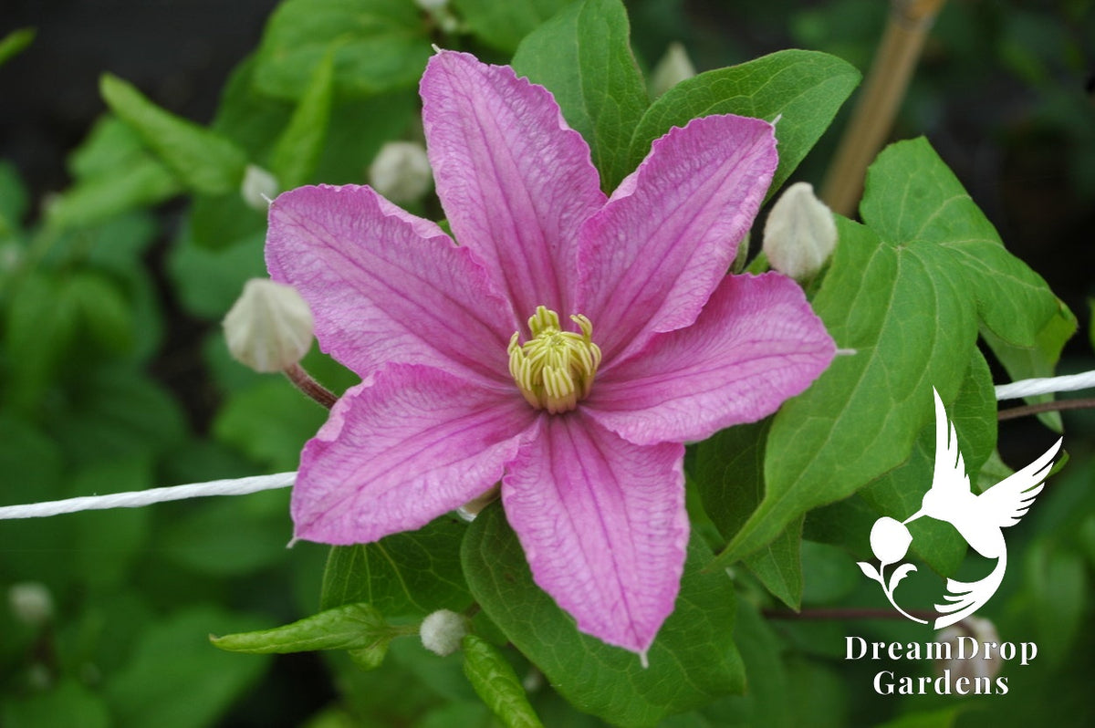 Clematis 'Cometesse De Bouchaud' — DreamDrop Gardens photo 2