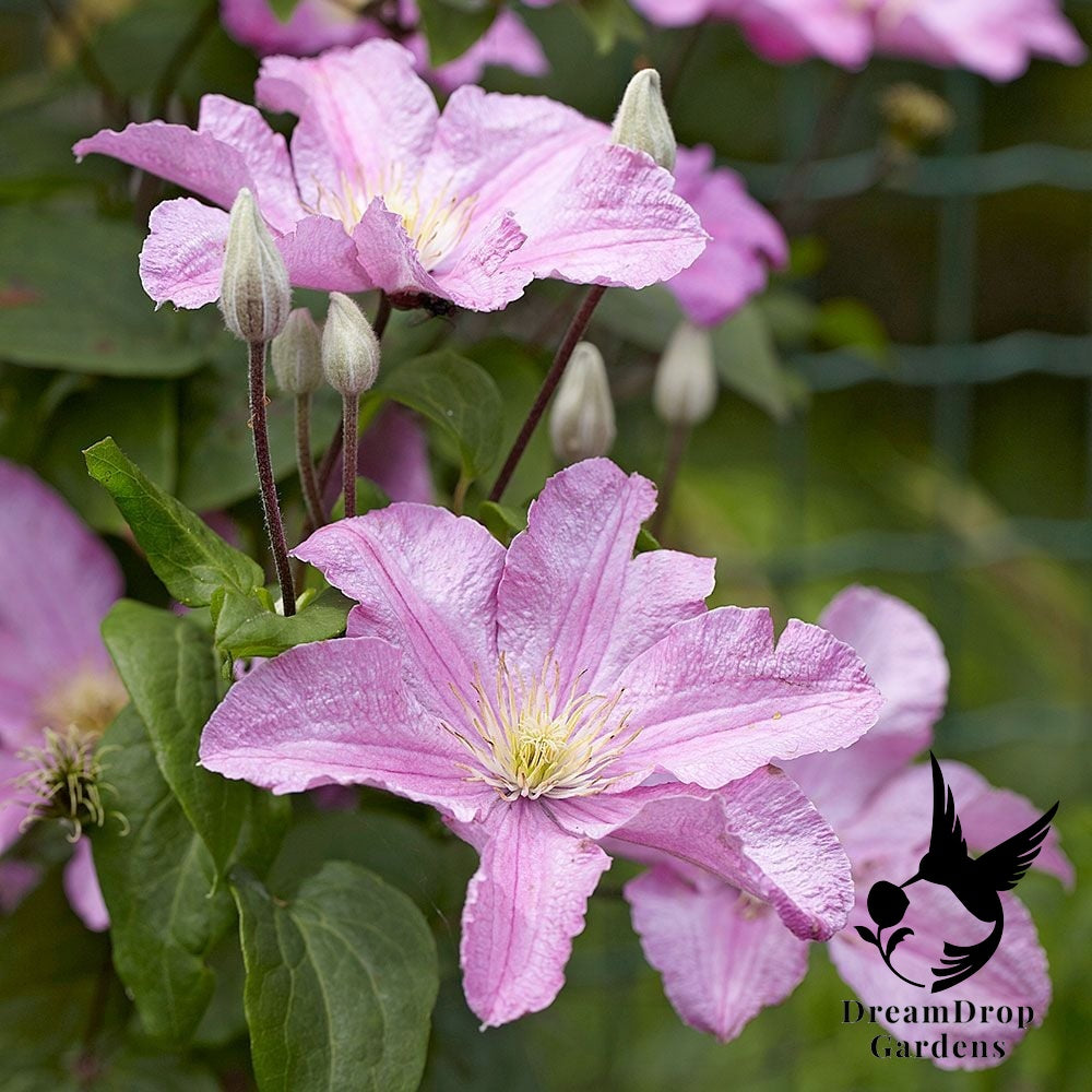 Clematis 'Cometesse De Bouchaud' — DreamDrop Gardens photo 3