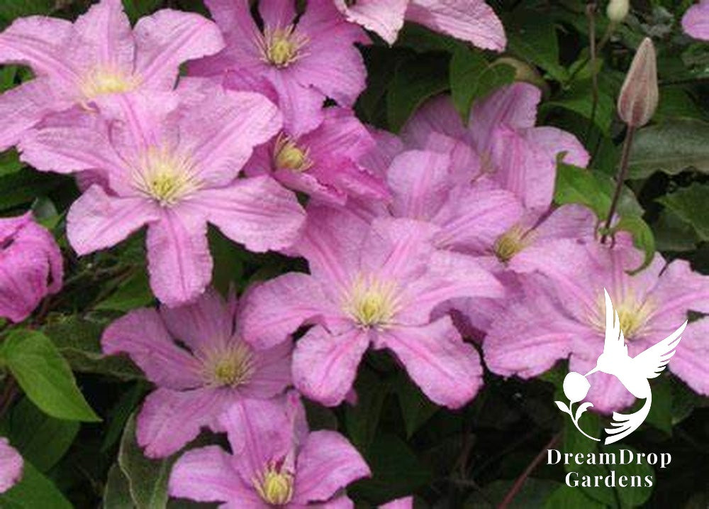 Clematis 'Cometesse De Bouchaud' — DreamDrop Gardens photo 4