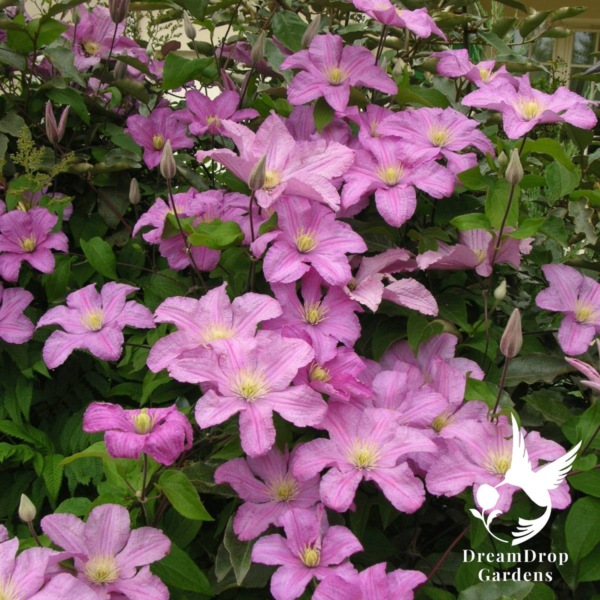 Clematis 'Cometesse De Bouchaud' — DreamDrop Gardens photo 5