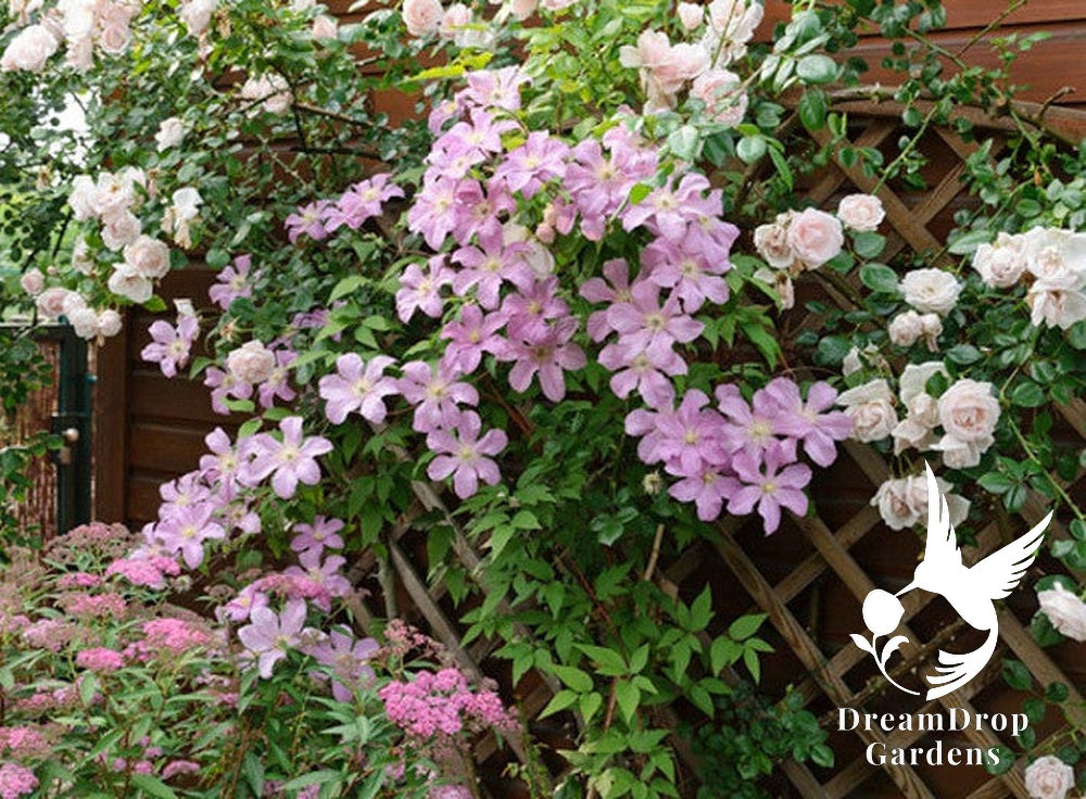 Clematis 'Cometesse De Bouchaud' — DreamDrop Gardens photo 6