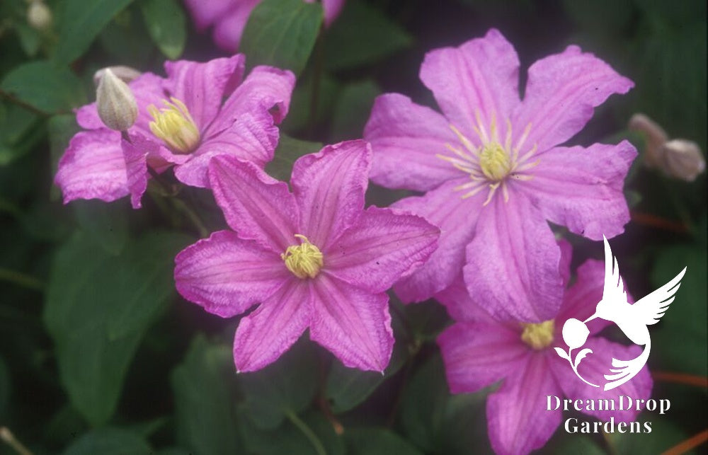 Clematis 'Cometesse De Bouchaud' — DreamDrop Gardens photo 7